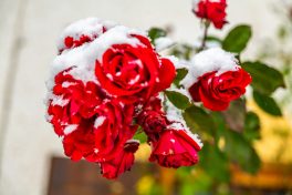 Winterrosen Fading 2