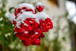 Winterrosen Fading 3