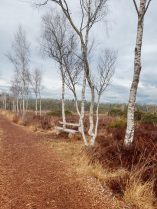 bacb32ac-81f1-4af9-89f7-50448367fb25