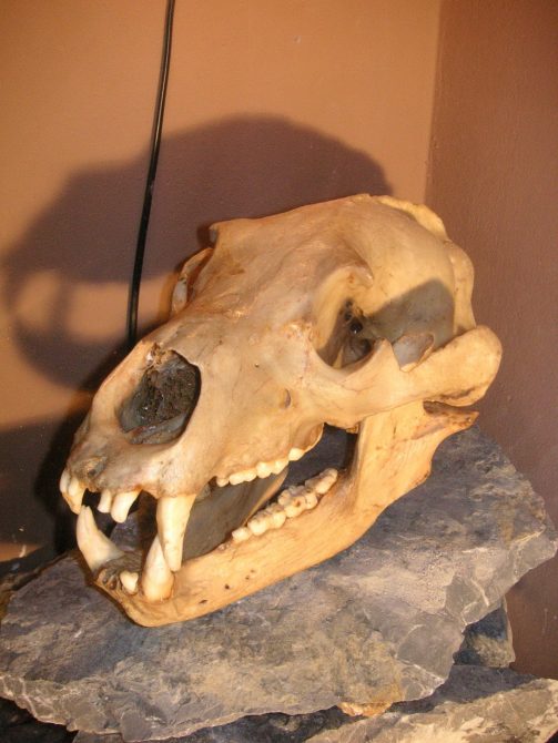 11000 Jahre alter Braunbaerenschaedel