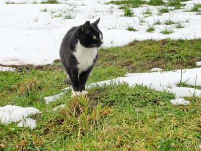1Katze im Schnee 2