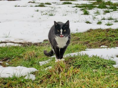 1Katze im Schnee