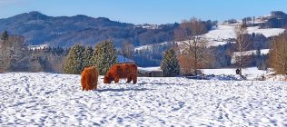 1kl Irische Kleinrinder in Grainbach