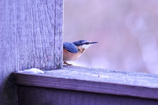 AktNatBeo-210110-sj-03_Kleiber_Hirschauer_Bucht_Sassha_Jumanca