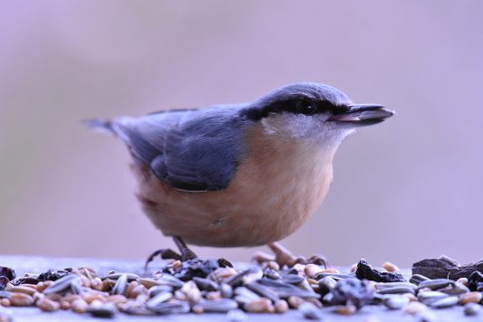 AktNatBeo-210110-sj-04_Kleiber_Hirschauer_Bucht_Sassha_Jumanca