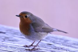 AktNatBeo-210110-sj-07_Rotkehlchen_Irschener_Winkel_Sasha_Jumanca