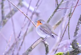 AktNatBeo-210110-sj-08_Rotkehlchen_Irschener_Winkel_Sasha_Jumanca