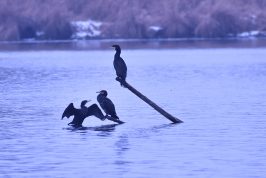 AktNatBeo-210110-sj-09_Kormorane_Irschener_Winkel_Sasha_Jumanca