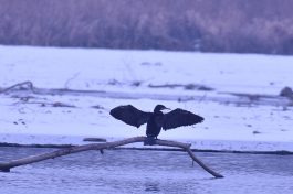 AktNatBeo-210110-sj-10_Kormoran_Irschener_Winkel_Sasha_Jumanca