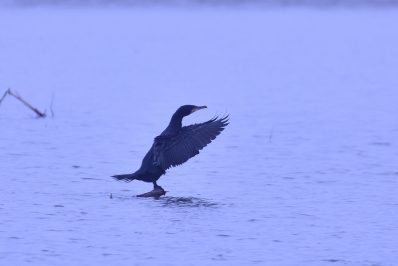 AktNatBeo-210110-sj-12_Kormoran_Irschener_Winkel_Sasha_Jumanca