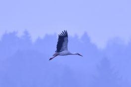 AktNatBeo-210110-sj-13-Weissstorch_Irschener_Winkel_Sasha_Jumanca