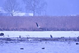 AktNatBeo-210110-sj-14-Weissstorch_Irschener_Winkel_Sasha_Jumanca