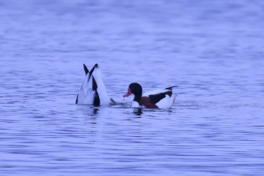 AktNatBeo-210110-sj-15_Brandgaense_Irschener_Winkel_Sasha_Jumanca