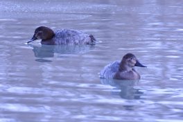 AktNatBeo-210110-sj-16_Tafelenten_Irschener_Winkel_Sasha_Jumanca