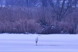 AktNatBeo-210110-sj-17_Silberreiher_Irschener_Winkel_Sasha_Jumanca