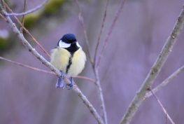 AktNatBeo-210110-sj-18_Kohlmeise_Irschener_Winkel_Sasha_Jumanca