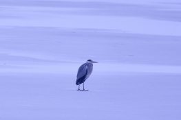 AktNatBeo-210110-sj-19_Graureiher_Irschener_Winkel_Sasha_Jumanca