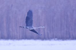 AktNatBeo-210110-sj-20_Graureiher_Irschener_Winkel_Sasha_Jumanca