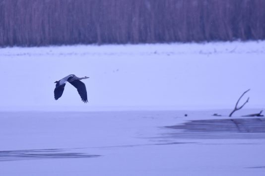 AktNatBeo-210110-sj-21_Graureiher_Irschener_Winkel_Sasha_Jumanca