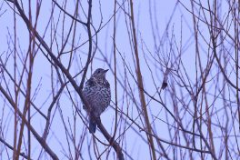 AktNatBeo-210110-sj-22_Misteldrossel_Irschener_Winkel_Sasha_Jumanca