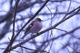 AktNatBeo-210110-sj-23_Buchfink_Irschener_Winkel_Sasha_Jumanca