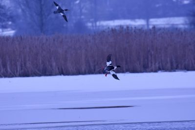 AktNatBeo-210110-sj-24_Gaenseseger_Irschener_Winkel_Sasha_Jumanca