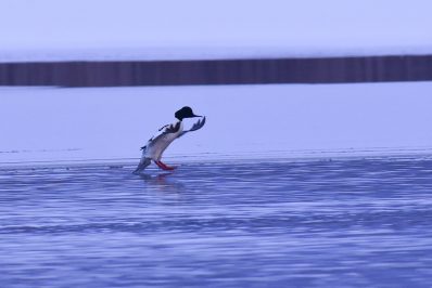 AktNatBeo-210110-sj-25_Gaenseseger_Irschener_Winkel_Sasha_Jumanca