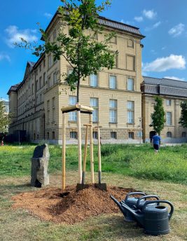 Eichenpflanung_zu_Ehren_von_Joseph_Beuys__Foto_Anne-Sophie_Ebert__HLMD_1