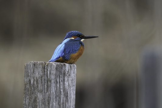AktNatBeo-210130-ka-Eisvogel-1