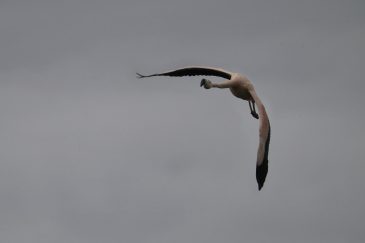 AktNatBeo-210130-ka-Flamingo-1