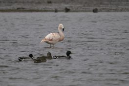 AktNatBeo-210130-ka-Flamingo-3