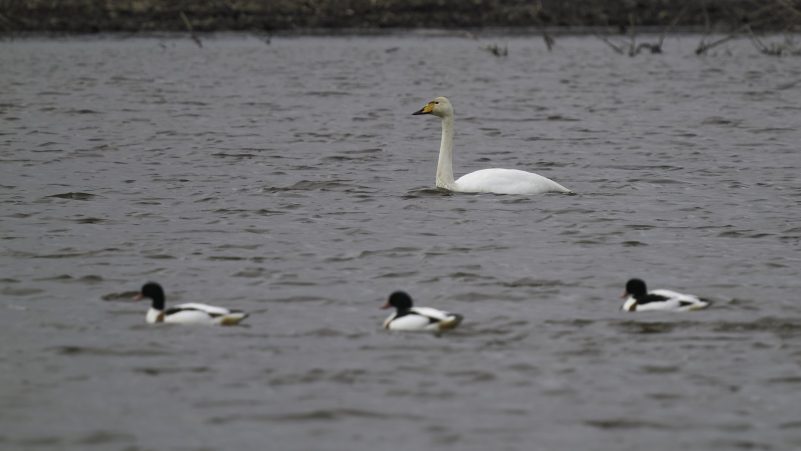 AktNatBeo-210130-ka-Singschwan-1