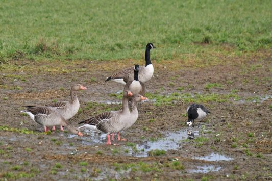 AktNatBeo-210208-ja-1_Gaensegruppe-1140pix