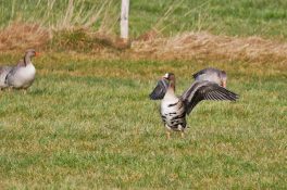 AktNatBeo-210208-ja-2_Blaessgans-1140pix
