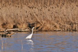 AktNatBeo-210208-ja-3_Silberreiher-1140pix
