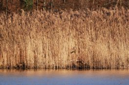 AktNatBeo-210208-ja-4_Suchbild_Kornweihe-1140pix