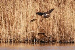 AktNatBeo-210208-ja-5_Anflug_Kornweihe-1140pix