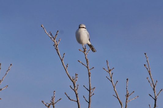 AktNatBeo-210208-ja-6_Raubwuerger-1140pix