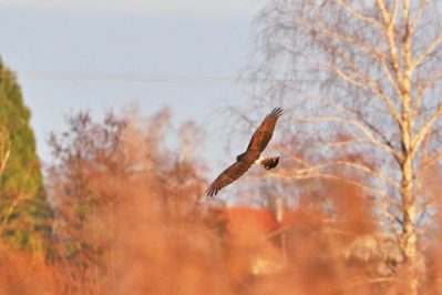 AktNatBeo-210208-ja-7_Kornweihe_Suchflug-1140pix