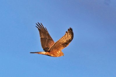 AktNatBeo-210208-ja-8_Kornweihe_nah-1140pix