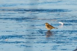 AktNatBeo-210212-ta-04_HB_Bergpieper