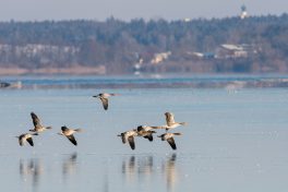 AktNatBeo-210212-ta-05_HB_Graugaense