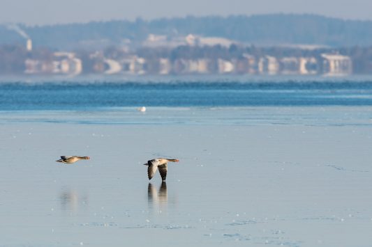 AktNatBeo-210212-ta-06_HB_Graugaense