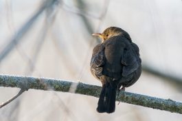 AktNatBeo-210212-ta-07_HB_Amsel