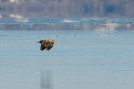 AktNatBeo-210212-ta-08_HB_Seeadler