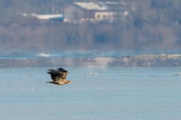 AktNatBeo-210212-ta-09_HB_Seeadler