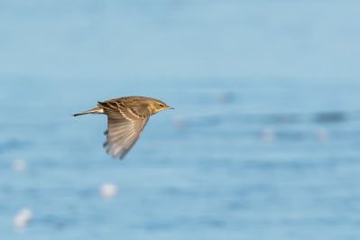 AktNatBeo-210212-ta-10_HB_Bergpieper