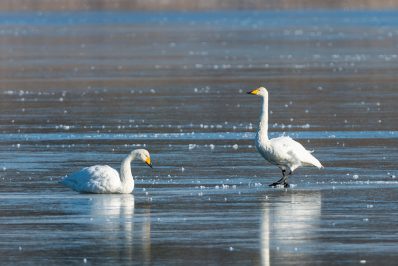 AktNatBeo-210212-ta-11_HB_Singschwaene