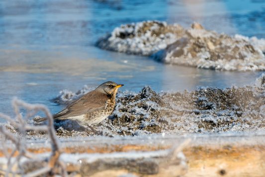 AktNatBeo-210212-ta-12_HB_Wachholderdrossel
