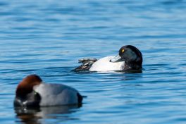 AktNatBeo-210212-ta-13_IW_Reiherente